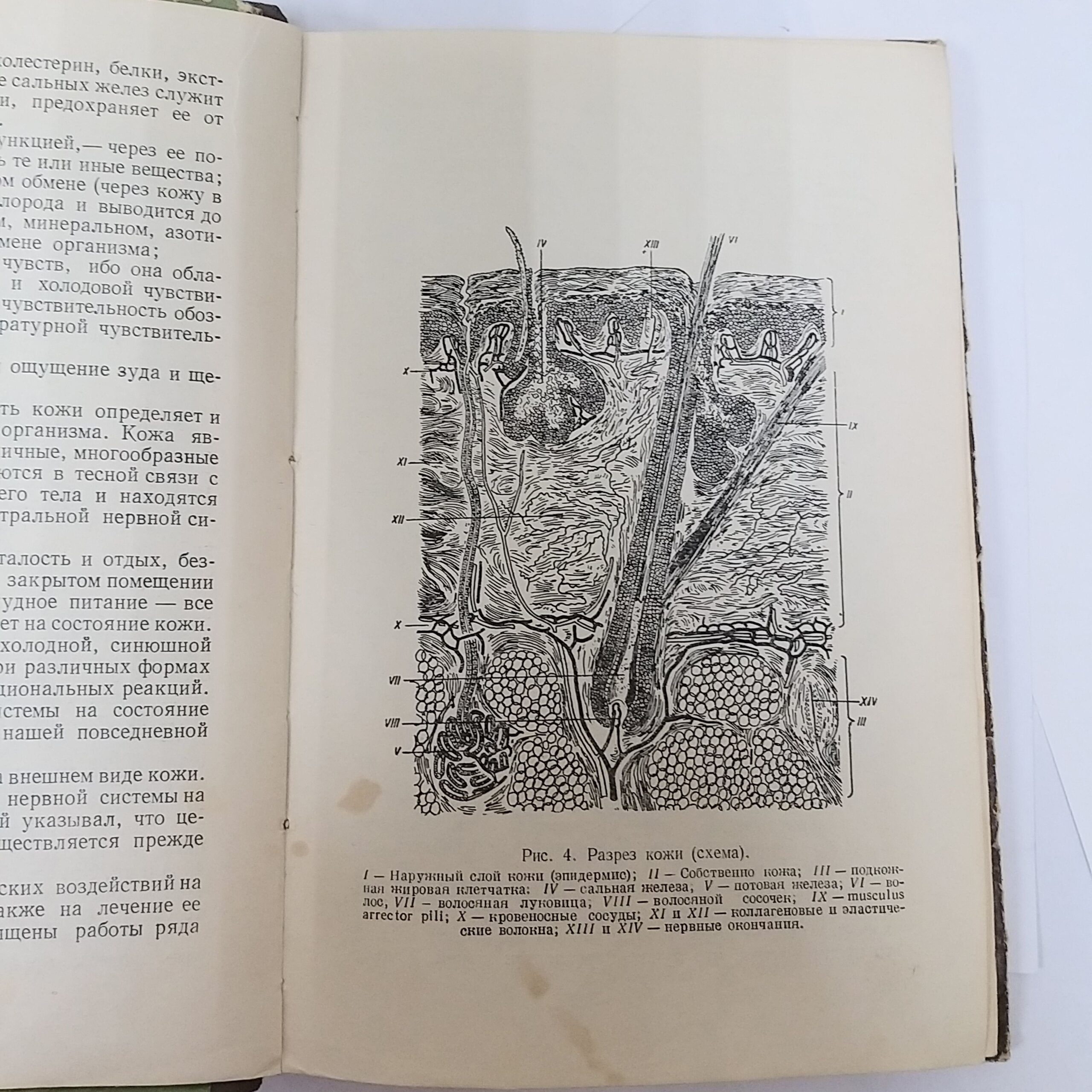 Косметический уход за кожей Арнольд Вера Александровна, Картамышев Анатолий Иоасафович — изображение 3