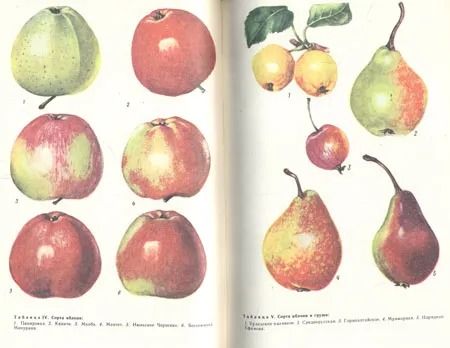 Азбука садовода: Справочная книга — изображение 2