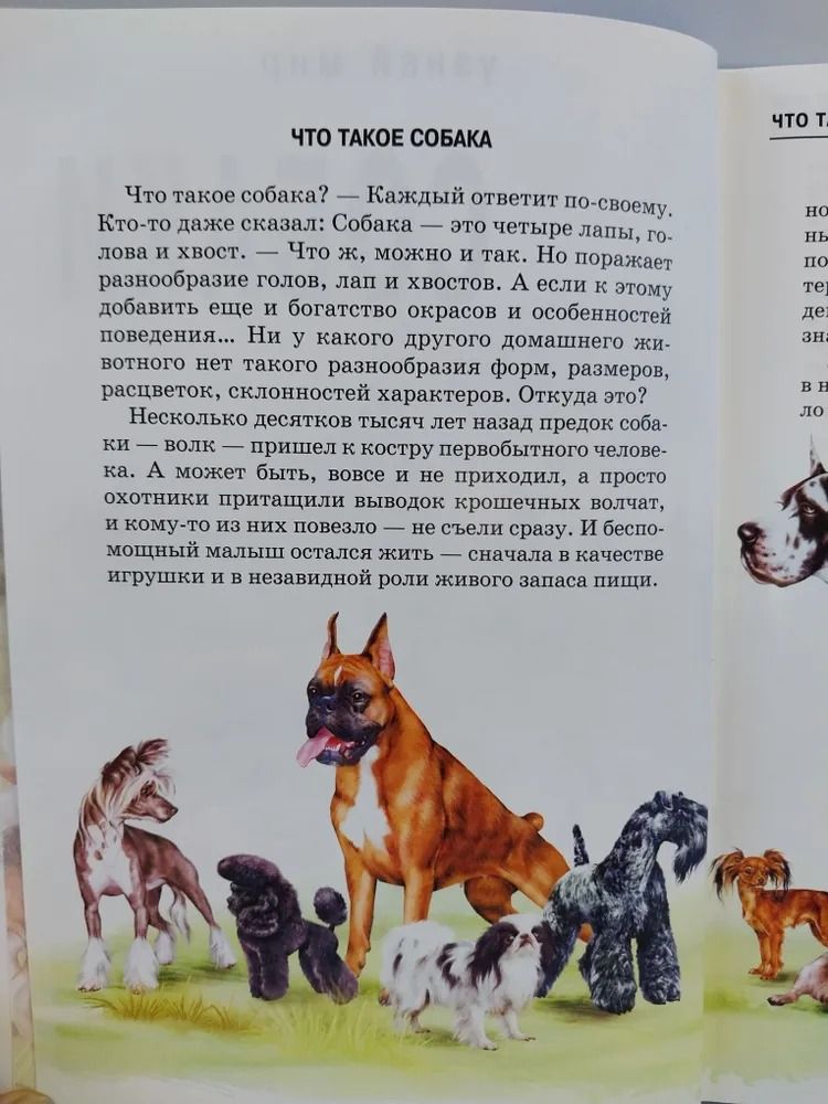 Собаки — изображение 3