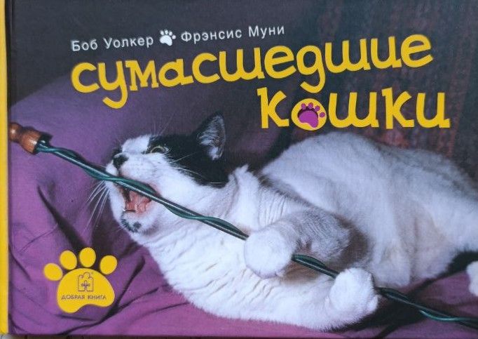 Сумасшедшие кошки